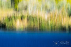Pan Blur cattails-c88.jpg